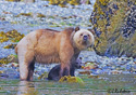 Ursus arctos